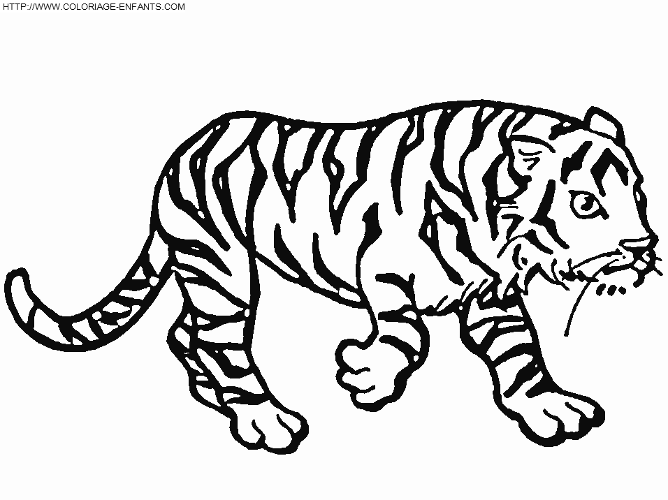 Coloriage Tigre 1er Dessin Enfant A Imprimer Et A Colorier