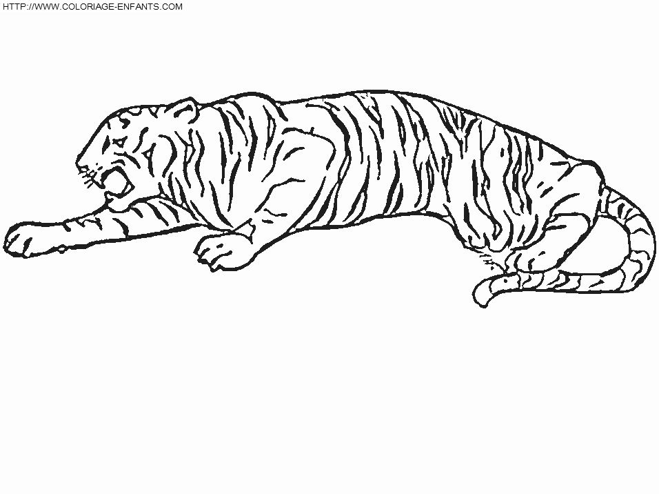 coloriage tigre couche