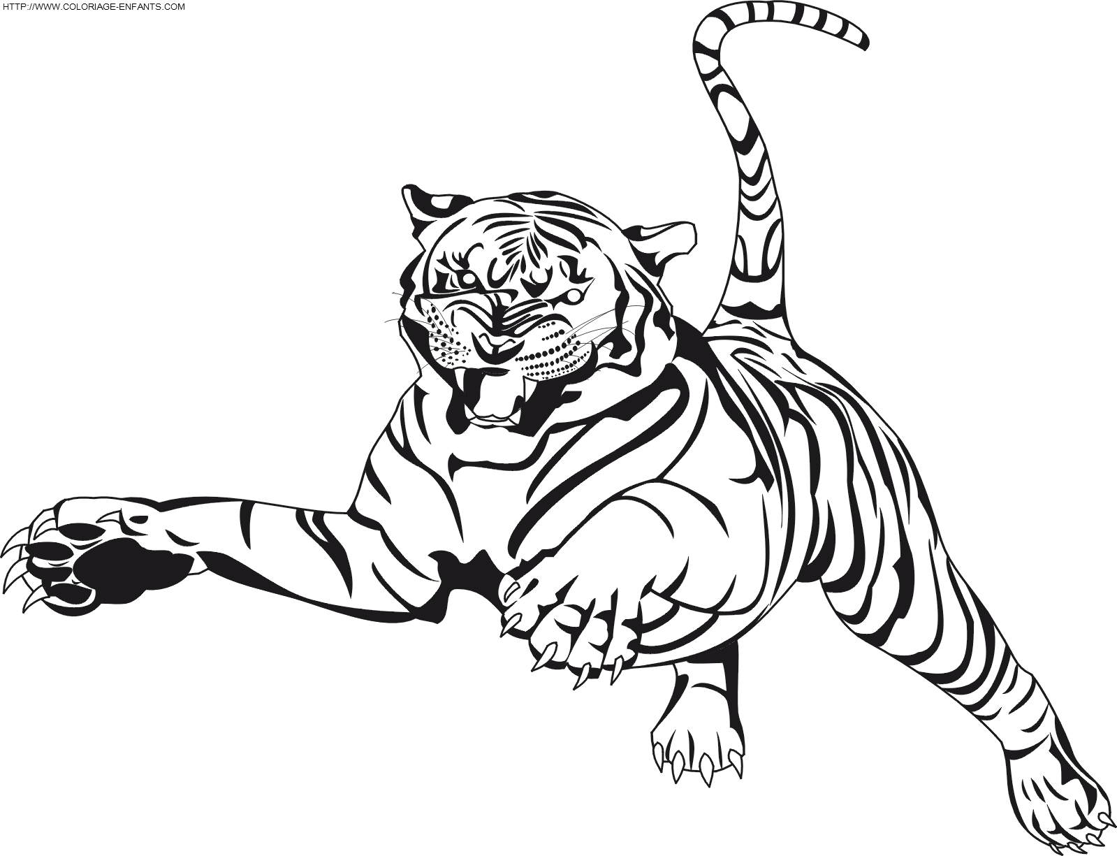 tigre blanc dessin
