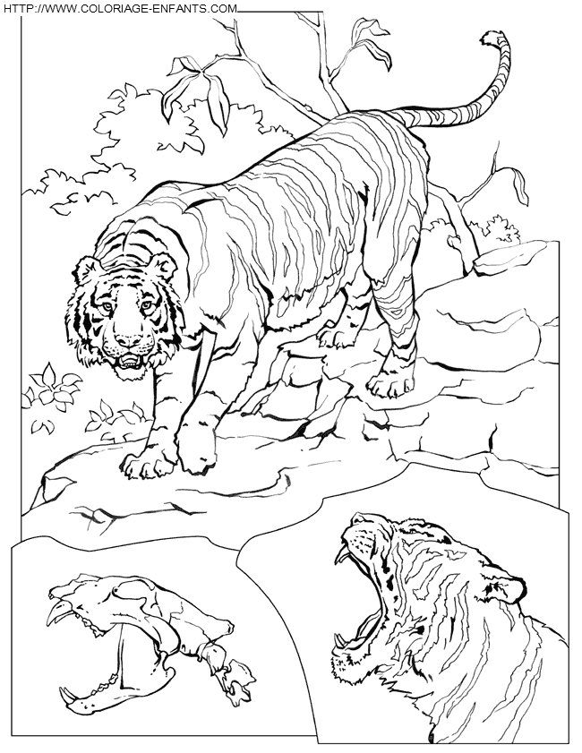 coloriage tigre