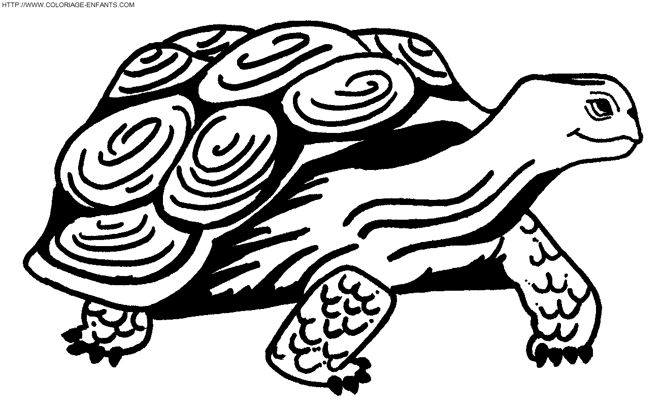 coloriage tortues