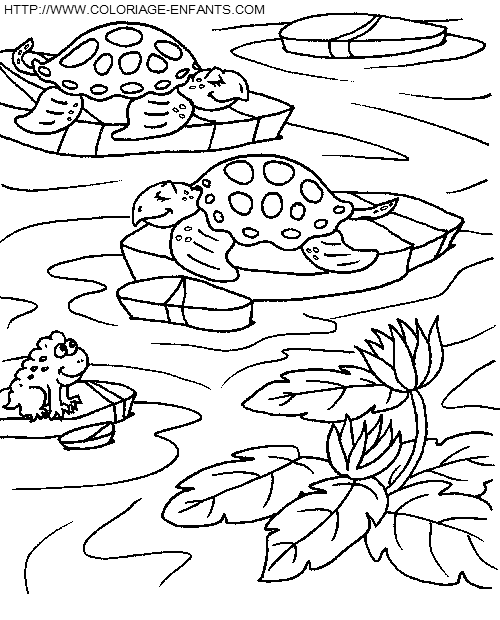 coloriage tortues