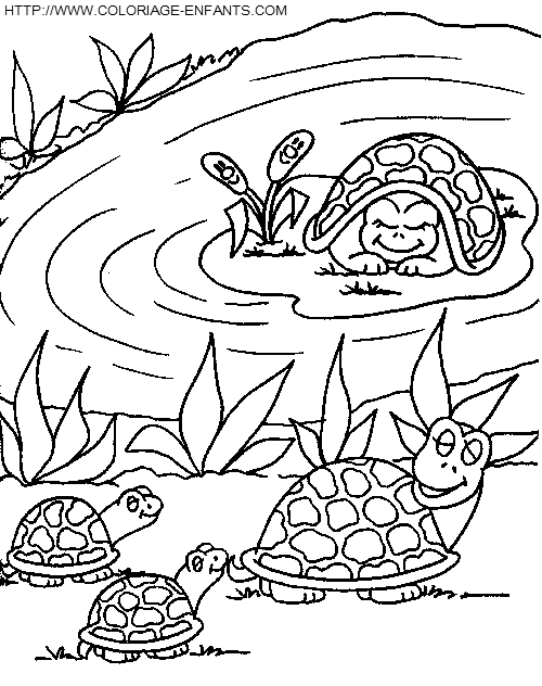 coloriage tortues