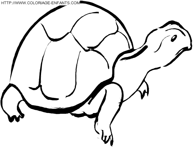 coloriage tortues