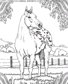 coloriage animaux chevaux