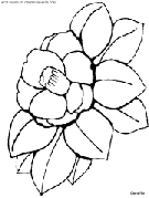 coloriage camelia