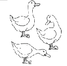 coloriage canards