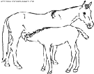 coloriage cheval la jument allaite son petit