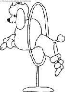 coloriage cirque caniche sautant