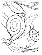 coloriage escargots