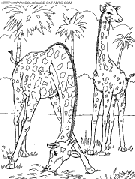 coloriage girafes