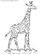 coloriage girafes