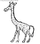 coloriage girafes