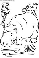 coloriage hippopotames