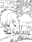 coloriage hippopotames