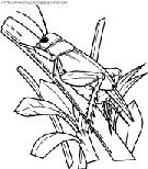 coloriage insectes