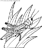 coloriage insectes