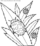 coloriage insectes