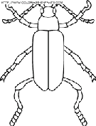 coloriage insectes