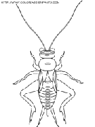 coloriage insectes