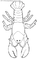 coloriage langoustes