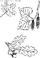coloriage nature feuilles