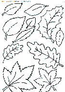 coloriage nature feuilles