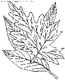 coloriage nature feuilles