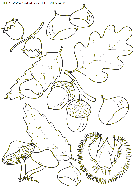 coloriage nature feuilles