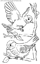 coloriage oiseaux