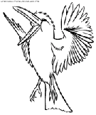 coloriage oiseaux