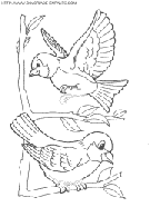 coloriage oiseaux