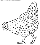 coloriage poules