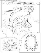 coloriage requin blanc