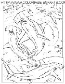 coloriage requin marteau