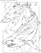 coloriage requin tigre