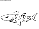 coloriage requin tres mechant