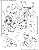 coloriage tigre