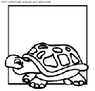 coloriage tortues