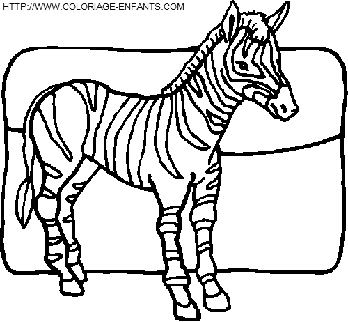 coloriage zebres